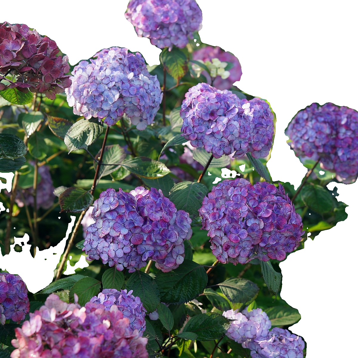 简影花园 珍贵/玉石/佳澄/花宝/马桑等多品种绣球小苗2个字名称,淘宝优惠券,粉丝福利购,淘宝优惠卷