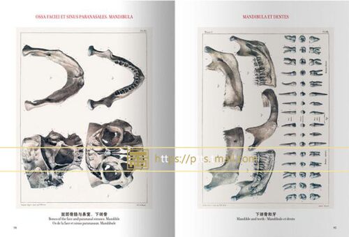 现货包邮中英对照版Taschen原版引进Altas of Human Anatomy人体解剖图谱 真人比例人体手绘手稿艺术画册700余幅彩色图谱832页画册 - 图2