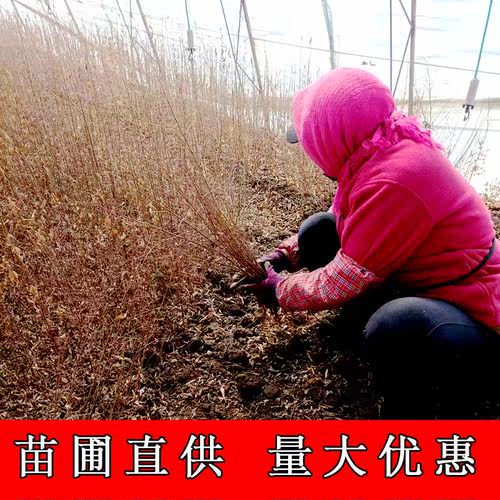 耐寒地接嫁接金叶榆树苗白榆树墙金钱树工程苗庭院绿化围墙绿篱苗 - 图3