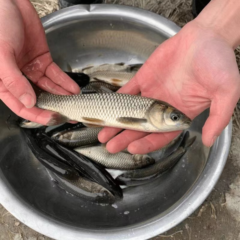 江苏草鱼螺蛳青鱼花鲢白鲢鳊鱼鲫鱼四大家鱼活体食用淡水养殖鱼苗 - 图0