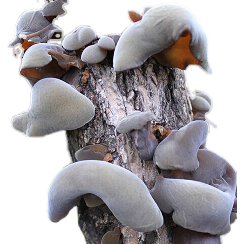高产椴木黑木耳菌种香菇原种种树木头上栽培种平菇菌种子食用菌 - 图3