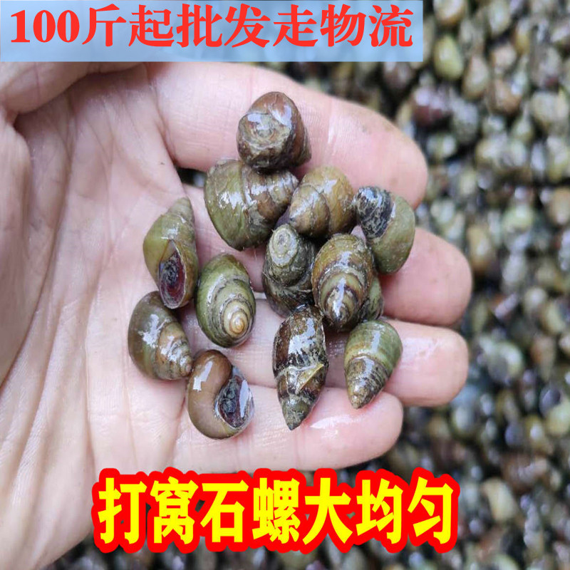 100种螺图片大全,50种珍稀海螺,十种不能吃的螺图片_大山谷图库