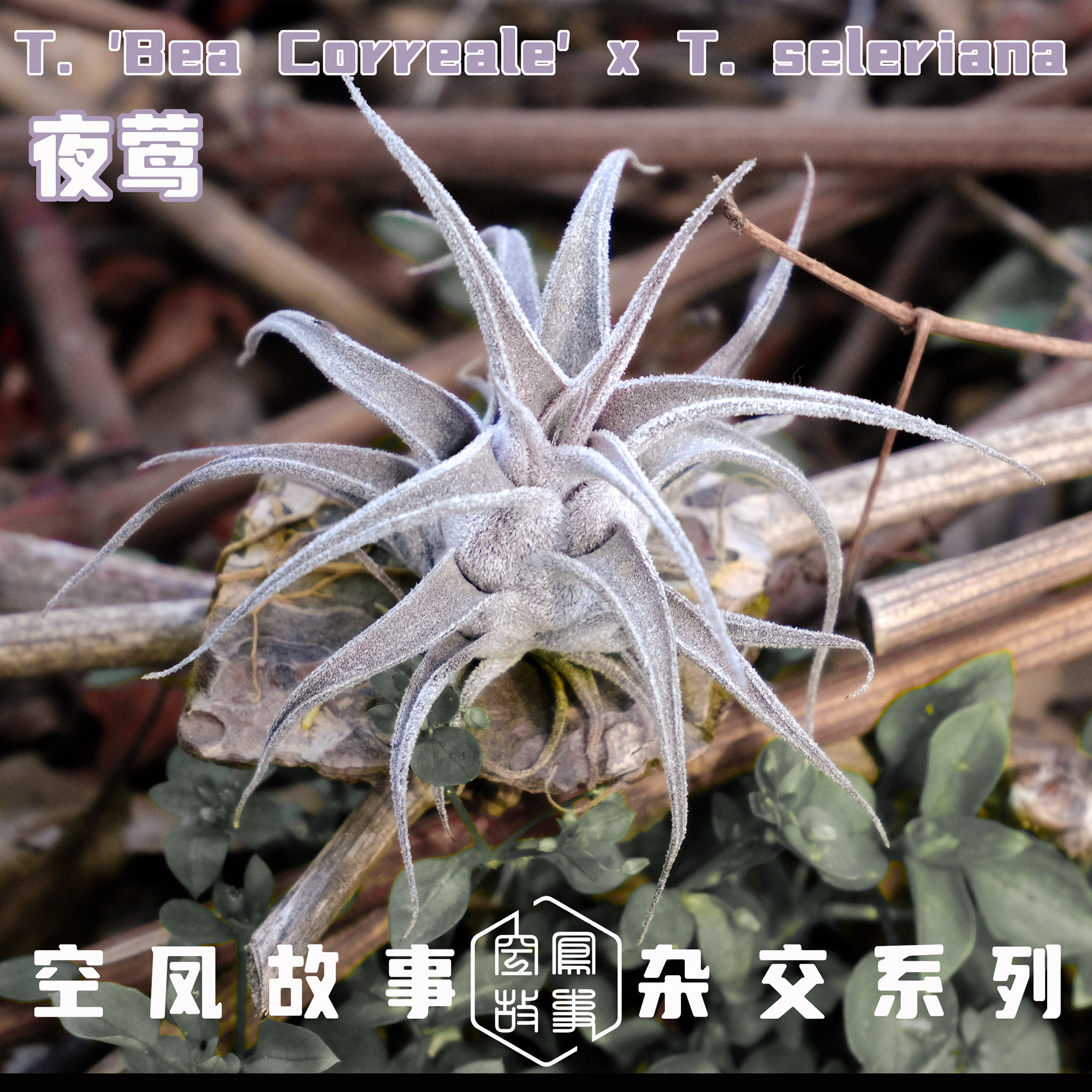 夜莺｜BC X  犀牛角空凤故事自杂品种 室内绿植空气凤梨,淘宝优惠券,粉丝福利购,淘宝优惠卷