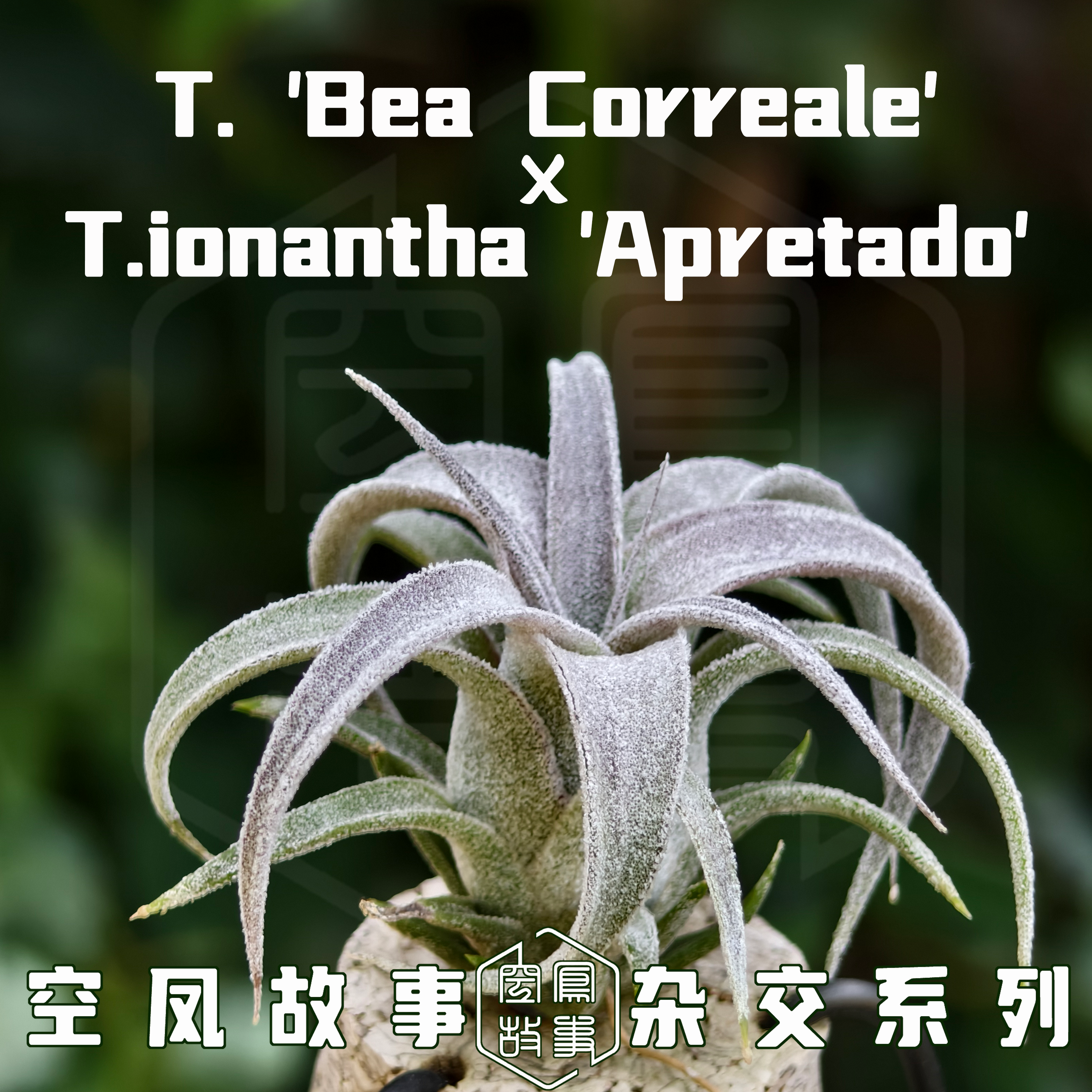 小米｜史蒂夫BC x 鸟岩Ap精灵 空凤故事自育实生杂交空气凤梨,淘宝优惠券,粉丝福利购,淘宝优惠卷