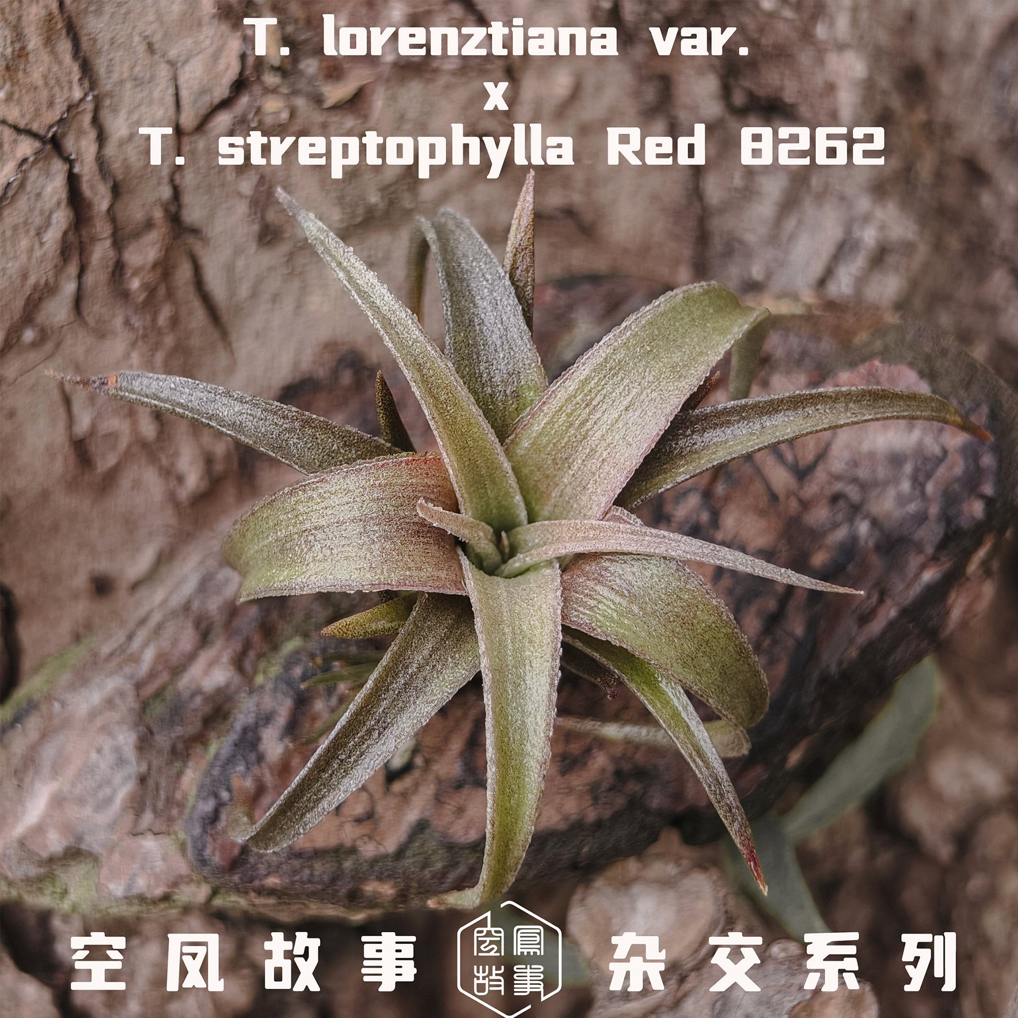 胡萝卜｜洛伦兹变 x红卷8262 空凤故事自育实生杂交空气凤梨,淘宝优惠券,粉丝福利购,淘宝优惠卷