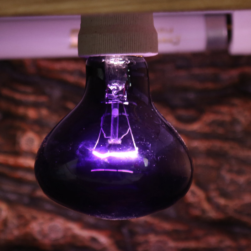 爬虫陆龟蜥蜴uva夜间加热灯泡爬虫灯宠物加温取暖月光夜灯25w,淘宝优惠券,粉丝福利购,淘宝优惠卷