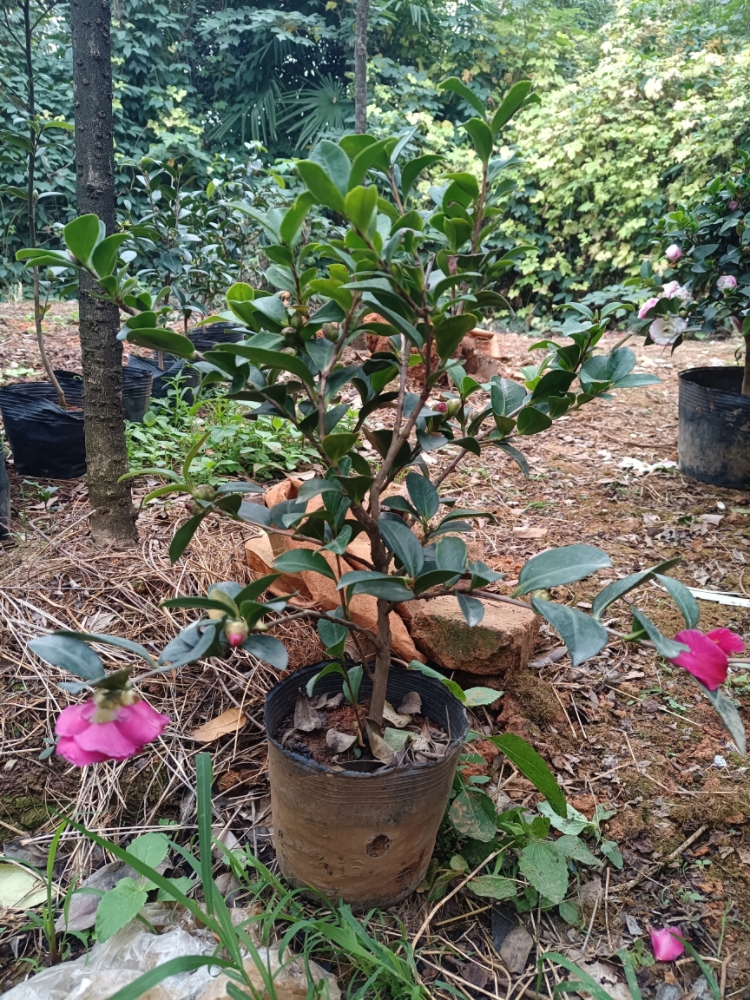 财神茶梅原生苗 带香味 盆栽苗 重瓣花卉 庭院绿植 当年开花 - 图0