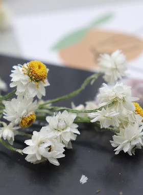 二月手作法国小白菊干花 手工DIY香薰蜡烛装饰摆件插花扩香花材