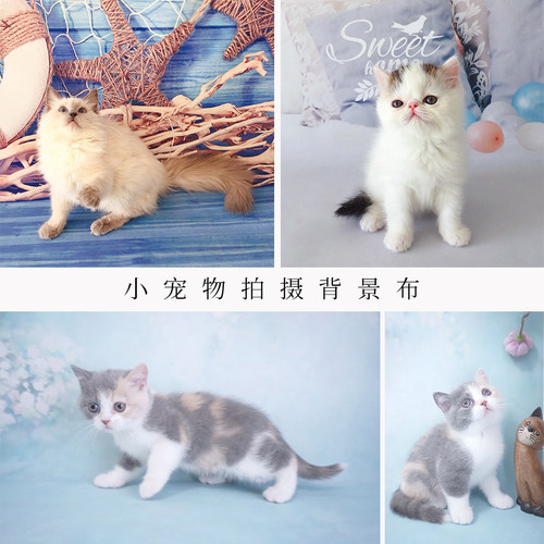 新款摄影背景猫狗小宠物拍照背景纸小玩具产品专业拍摄背景布 - 图1