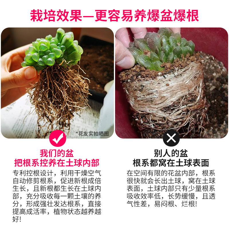 美莳玉露多肉控根花盆深高花架万象十二卷仙人球生石花塑料专用盆 - 图3