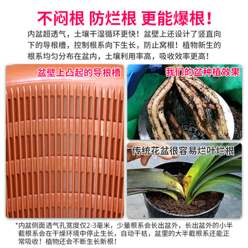 美莳君子兰控根花盆透气塑料仿紫砂蝴蝶兰盆栽青山专用盆双层套盆 - 图1