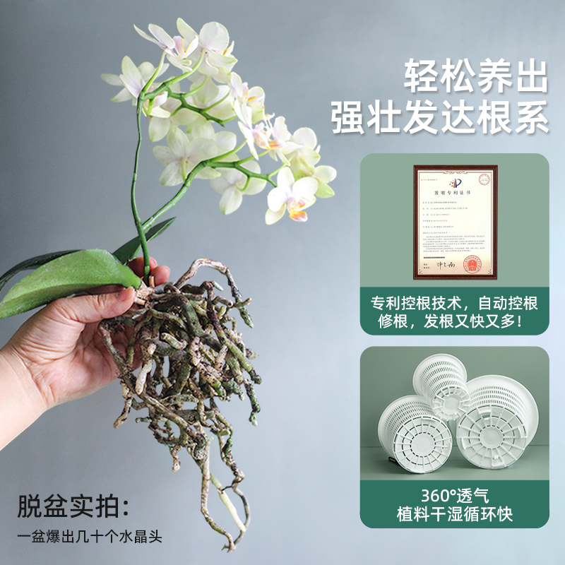 美莳蝴蝶兰控根花盆透气加仑塑料君子兰石斛文心兰专用盆双层套盆,淘宝优惠券,粉丝福利购,淘宝优惠卷