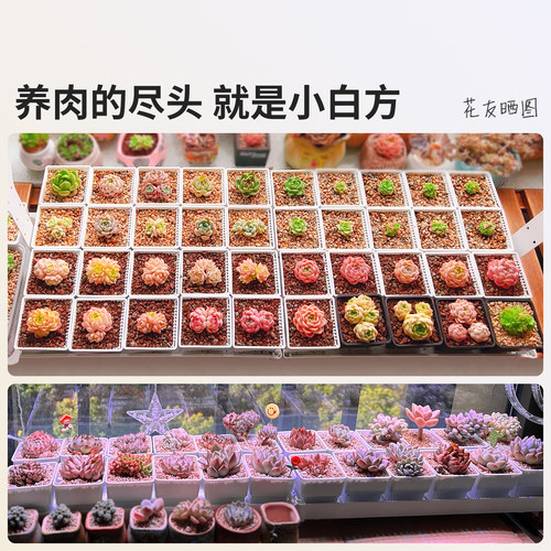 美莳多肉专用花盆小号白色树脂套装精致植物控根塑料架子底座托盘 - 图3