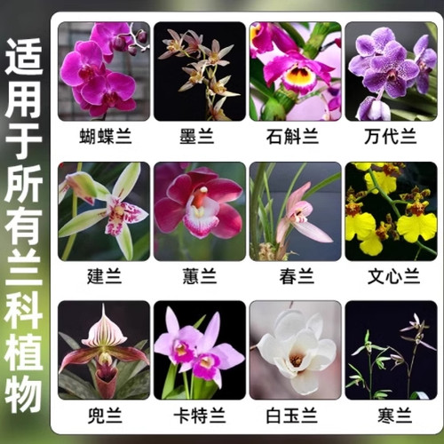 兰灵王营养液体肥壮苗植物君子兰蝴蝶兰微生物菌肥花促活化剂活根 - 图1