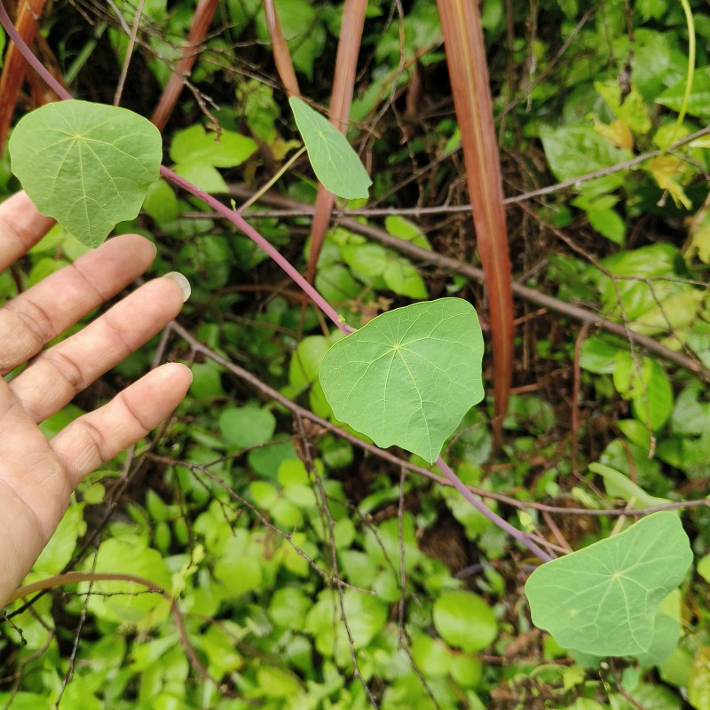 红藤山乌龟金不换植物盆栽圆叶懒人绿植室内水培阳台客厅观叶爬藤-图2