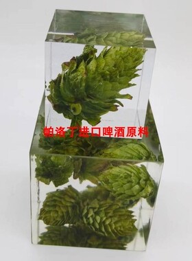 啤酒花原花透明啤酒花酒花展示