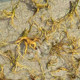 Fujian fresh wild yellow flowers, water lotus, hanging yellow roots, Guanyin skewers, Chinese medicinal materials soaked in wine and soup, postpartum confinement tea