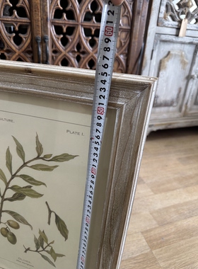 外贸样品美式复古做旧植物装饰画橄榄植物图谱挂画 法式植物插画