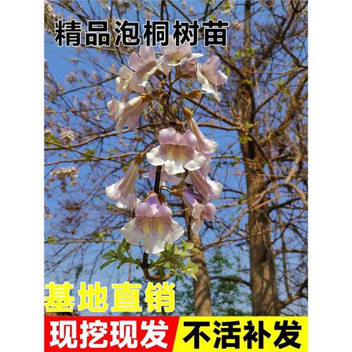 泡桐树苗紫花名贵植物庭院盆栽地栽门前种植道路绿化风景梧桐树苗 - 图0