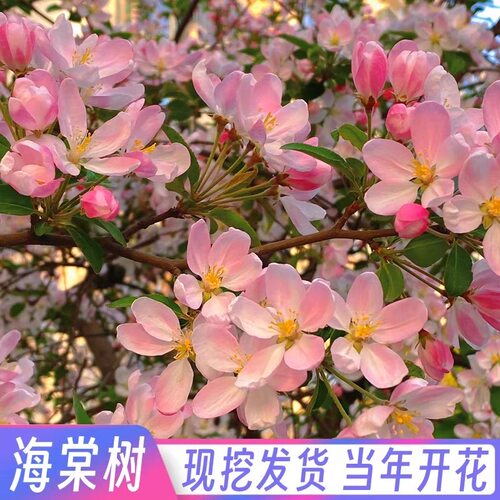 海棠树苗庭院地栽垂丝西府海棠花树苗南北方种植苗木盆栽四季花卉 - 图0