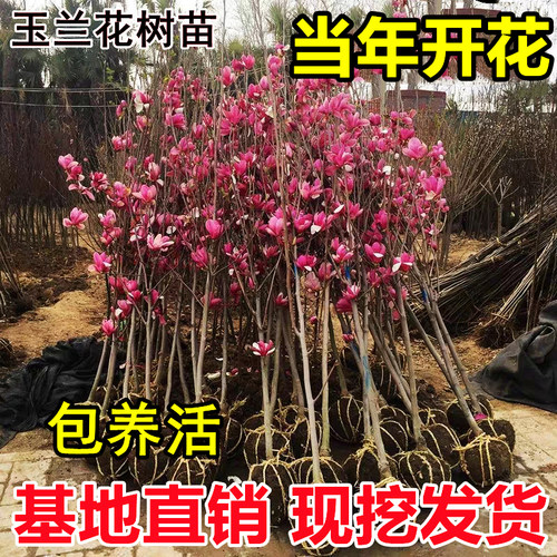 玉兰花树苗盆栽庭院地栽带花苞红紫玉兰别墅风景绿化四季植物耐寒 - 图0