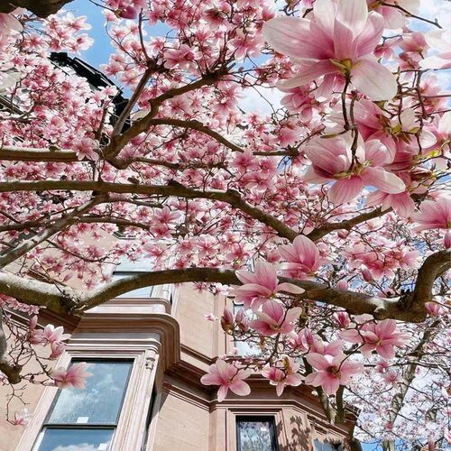 玉兰花树苗盆栽庭院地栽带花苞红紫玉兰别墅风景绿化四季植物耐寒 - 图1