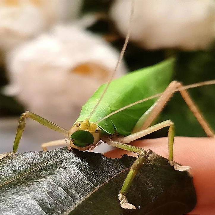 素背螽斯巨拟叶螽斯布鲁纳冠脉纺织娘指尖萌宠特色爬宠昆虫鸣虫,淘宝优惠券,粉丝福利购,淘宝优惠卷