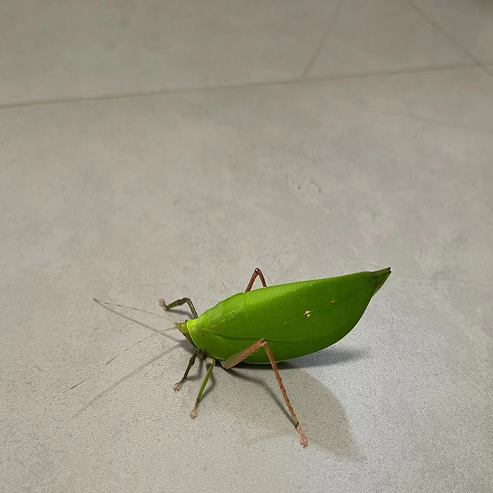 素背螽斯巨拟叶螽斯布鲁纳冠脉纺织娘指尖萌宠特色爬宠昆虫鸣虫,淘宝优惠券,粉丝福利购,淘宝优惠卷