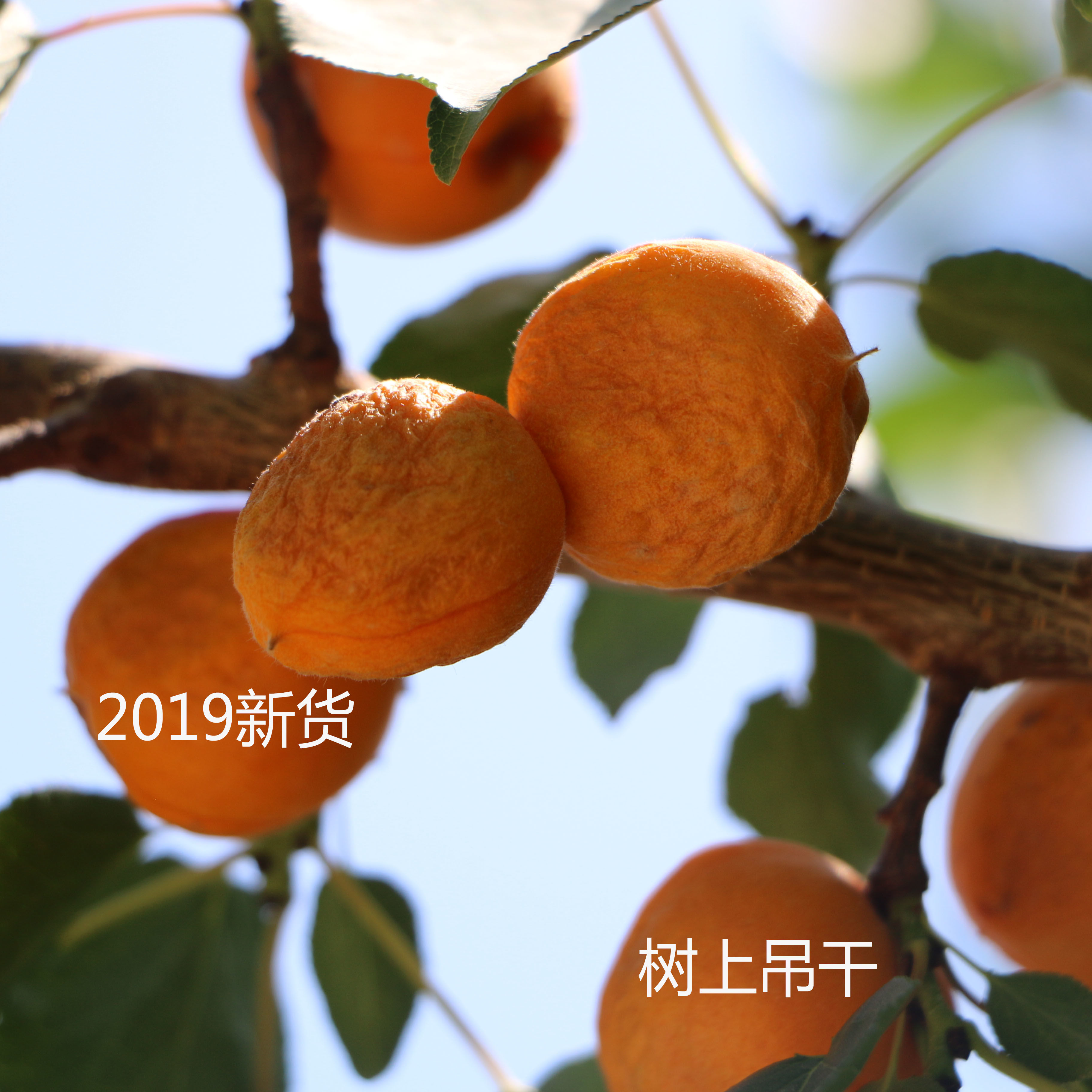 杏干吊干杏新疆特产无添加剂树上吊干四团小金果2斤包邮-图0