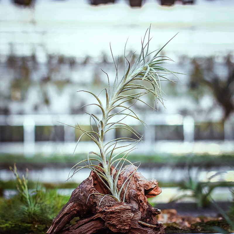 空气凤梨菠萝 精选新手植物套餐无土植物气生植物空凤来仪 - 图0