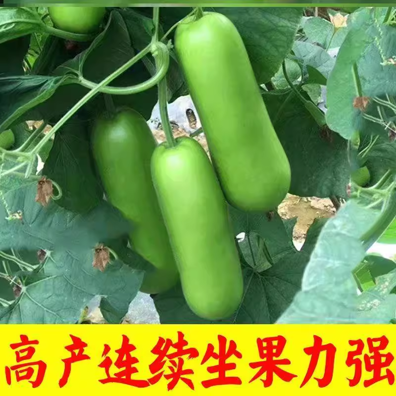 四季可食用瓠子苗菜夜开花种苗胡瓜付子瓜苗蒲瓜短瓠圆瓠菜葫芦-图1