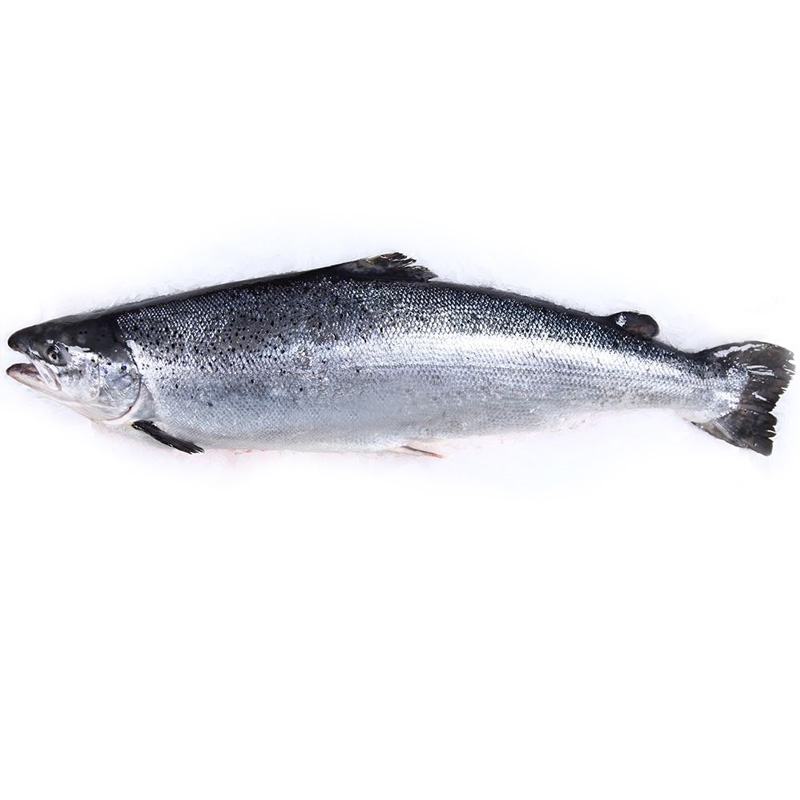 怡鲜来旗舰店【怡鲜来_智利进口三文鱼整条13斤】非刺身生鱼片冷冻 三文鱼中段1