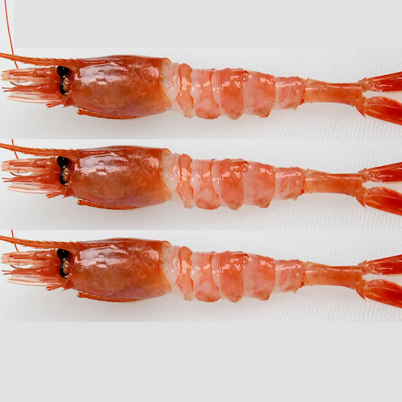 超低温北极甜虾刺身1kg即食北极虾冰虾冻虾大虾日式刺身-图2