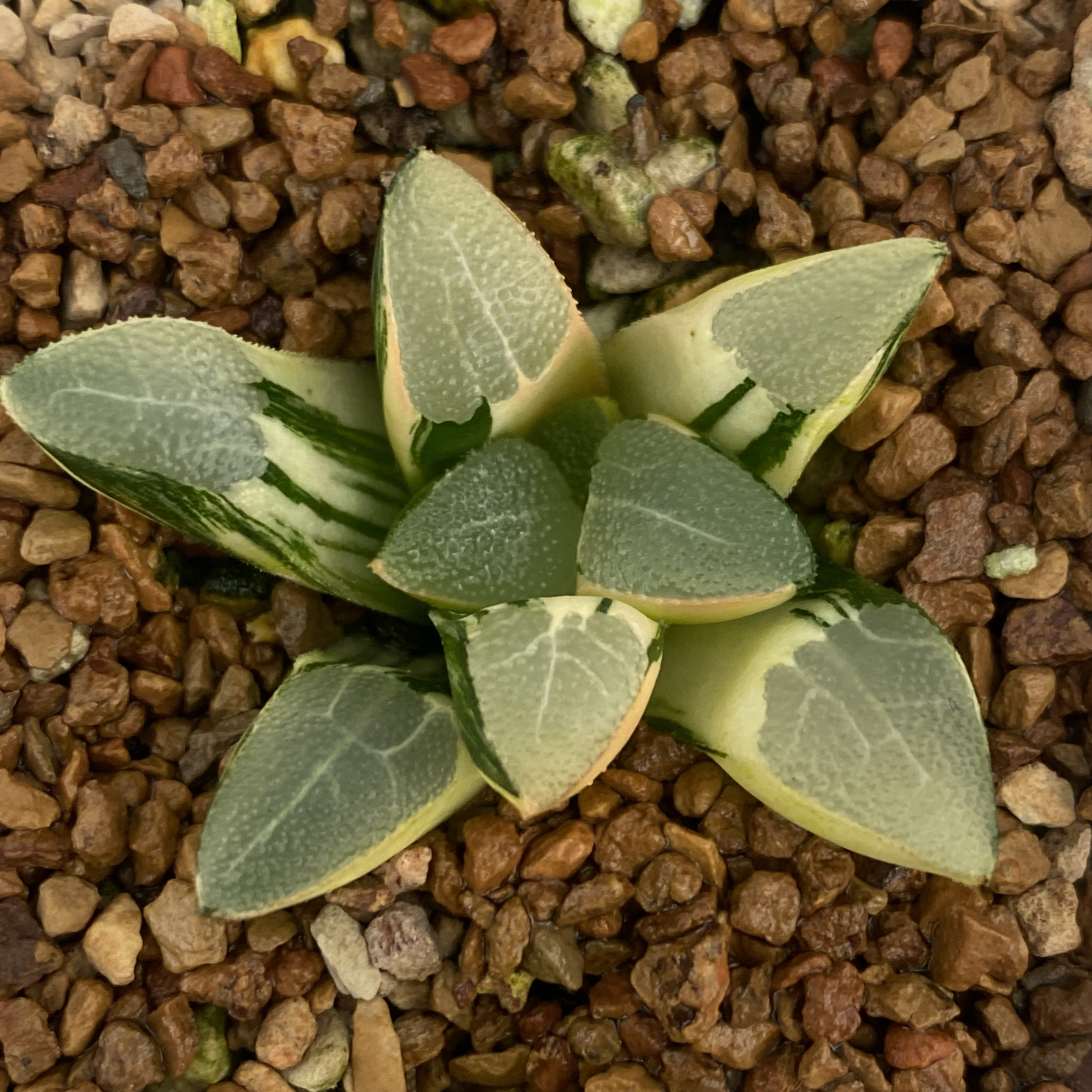 特价克锦一物一拍和田玉克木叶克锦锦十二卷多肉植物haworthia2 - 图3