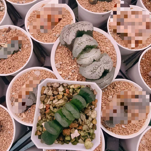 蓝翼玉扇大型厚叶绿纹玉扇瓦苇十二卷多肉植物一物一拍Haworthia - 图1