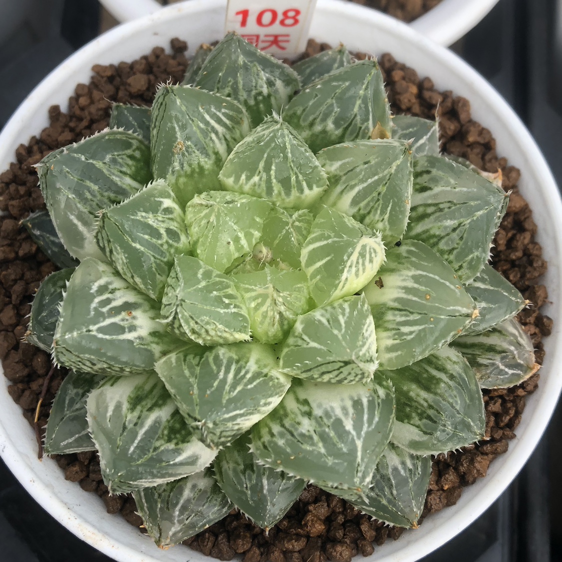 新品大叶楼兰玉露锦霓虹灯十二卷瓦苇一物一拍多肉植物Haworthia