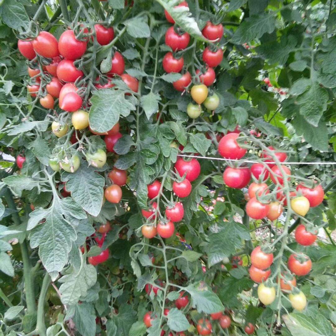 自种自卖广西粉色圣女果新鲜孕妇水果小番茄10斤装自然熟皮薄生吃,淘宝优惠券,粉丝福利购,淘宝优惠卷