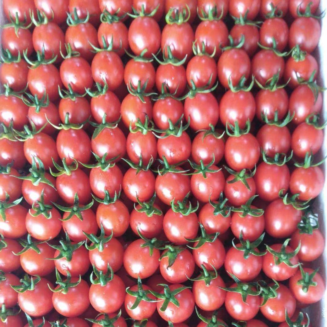 自种自卖广西粉色圣女果新鲜孕妇水果小番茄10斤装自然熟皮薄生吃,淘宝优惠券,粉丝福利购,淘宝优惠卷