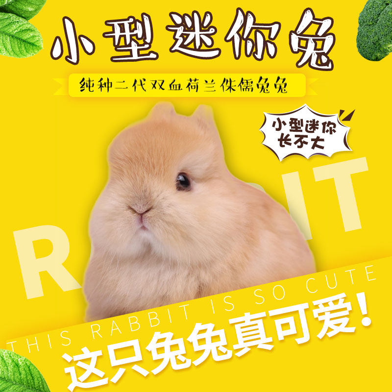 《全国可运》进口纯种二代双血荷兰侏儒兔垂耳兔小型宠物兔子活体,淘宝优惠券,粉丝福利购,淘宝优惠卷