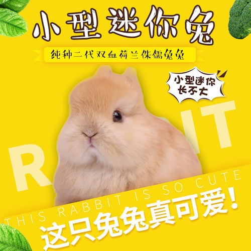 《全国可运》进口纯种二代双血荷兰侏儒兔垂耳兔小型宠物兔子活体 - 图2