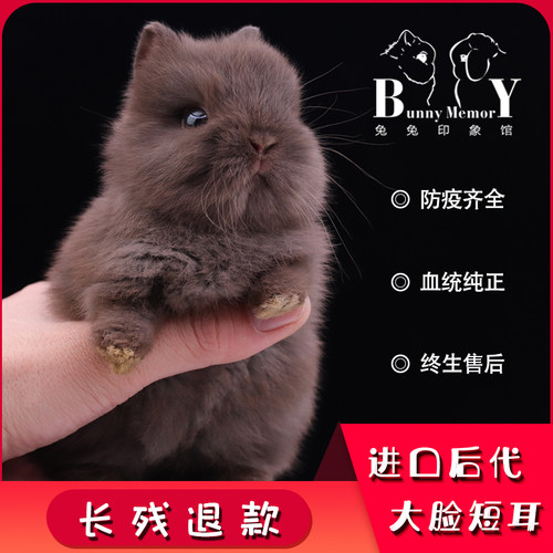 《全国可运》进口纯种二代双血荷兰侏儒兔垂耳兔小型宠物兔子活体 - 图1