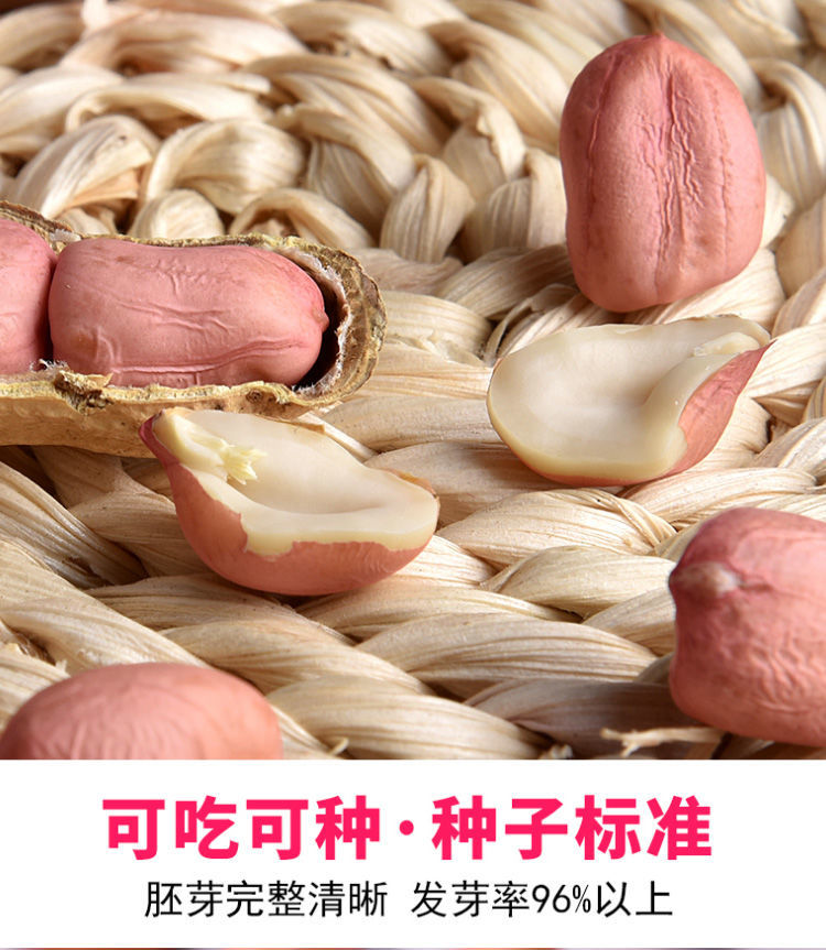 花生米生新鲜特大新货大颗粒不带壳生花生养胃农家特产新鲜花生仁-图2