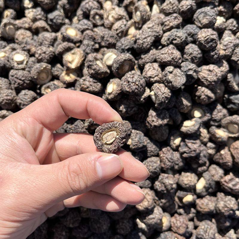 金钱菇干货 真正金钱菇肉厚口感嫩吃完嘴里回香香菇山珍美食半斤,淘宝优惠券,粉丝福利购,淘宝优惠卷