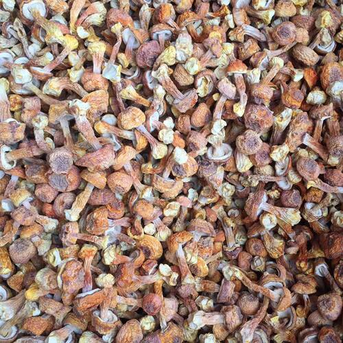 姬松茸干货 250g精选无碎非新鲜山珍蘑菇精品无硫熏正品云南菌子 - 图2