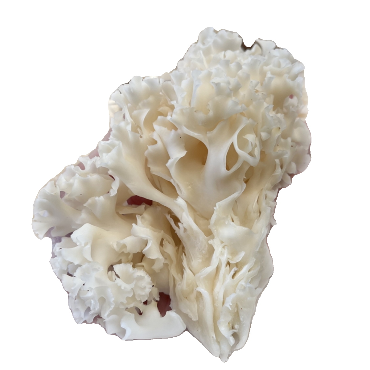 新鲜绣球菌食用菌菇 顺丰空运包邮2斤凉拌煲汤火锅口感脆爽食材 - 图3