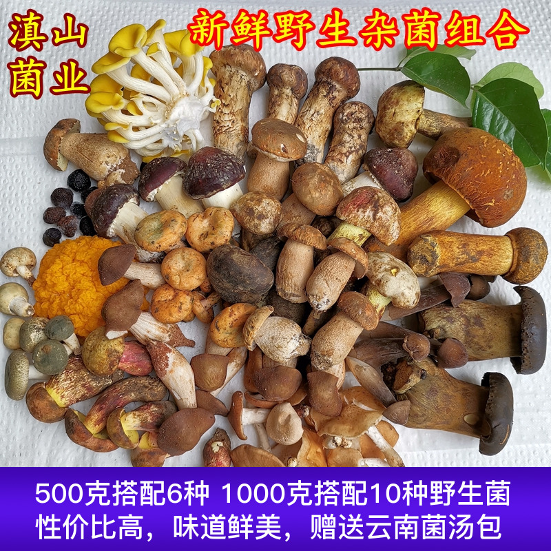 新鲜云南野生菌蘑菇组合两斤松露牛肝松茸鸡枞羊肚见手青香菇美食-图0