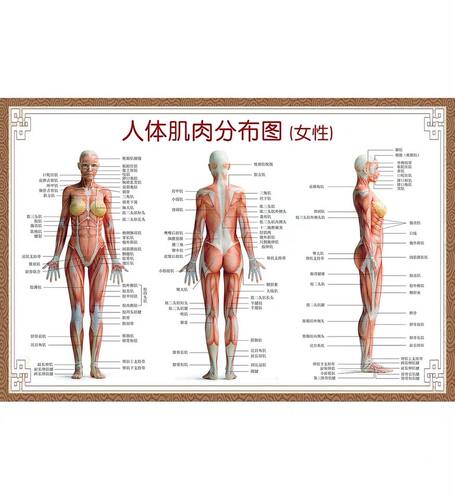 医院全身人体肌肉骨骼器官内脏解剖大挂图男性肌肉分布图海报横版 - 图3