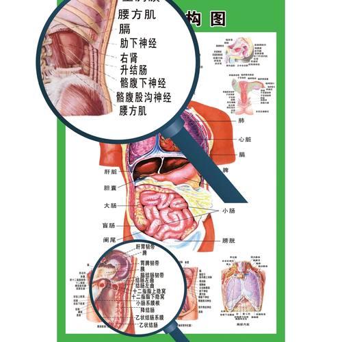 人体内脏解剖系统示意图医学宣传挂图人体器官血管结构图医院海报 - 图1