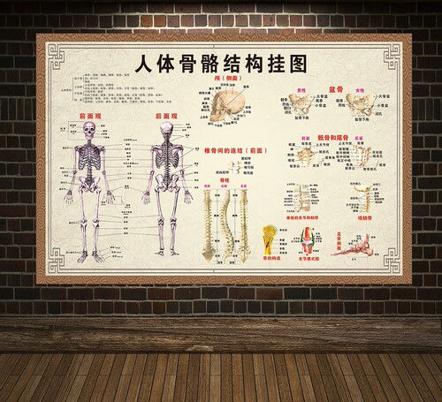 人体肌肉结构解剖 人体骨骼分布大挂图 人体器官解剖图示意图海报 - 图1