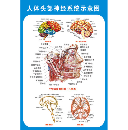 头部脑神经系统解剖示意图宣传画教学医院科室人体医学挂图墙贴 - 图3